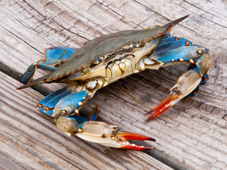chesapeake-bay-blue-crab