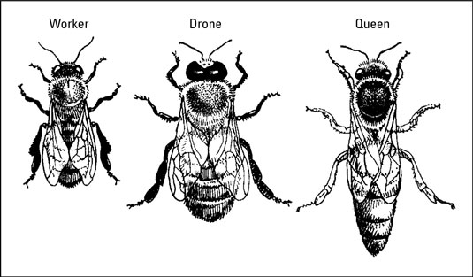 3 types of bees